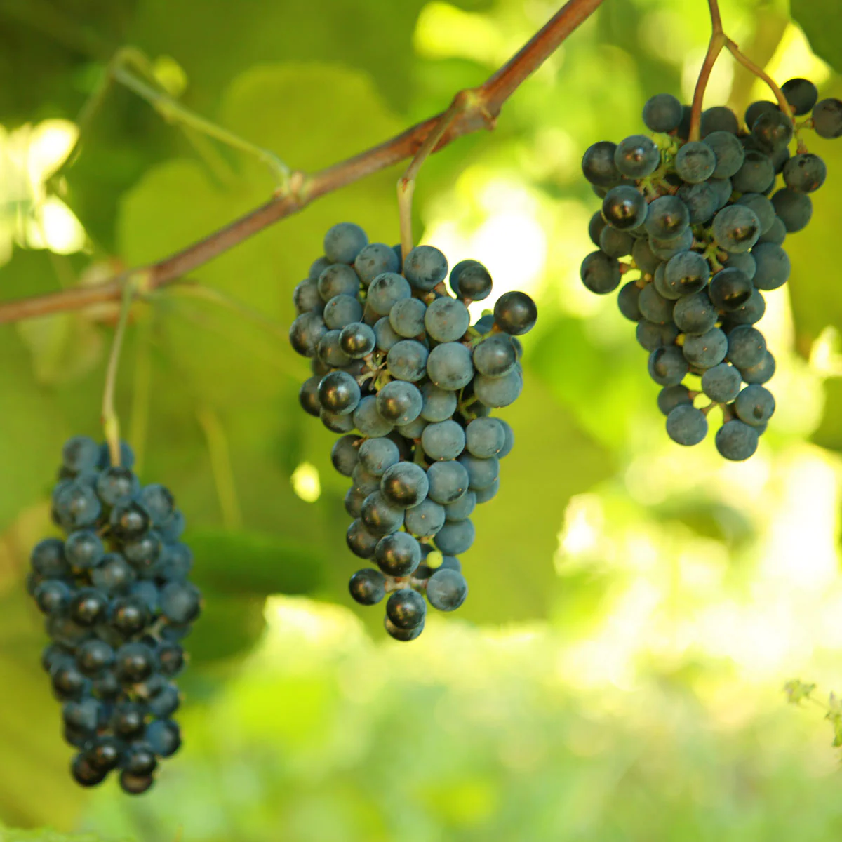 K Field varietal image